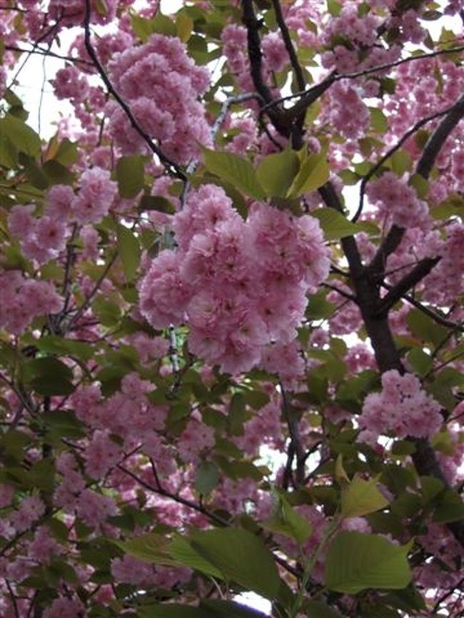 北海道庁旧本庁舎（赤れんが庁舎）<br /><br />桜が咲いてました♪