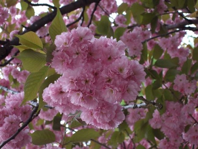 北海道庁旧本庁舎（赤れんが庁舎）<br /><br />さくらって、いつ、どこで見ても癒されます♪