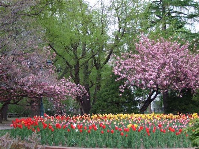 北海道庁旧本庁舎（赤れんが庁舎）<br /><br />さくらとチューリップ<br /><br />きれいです♪