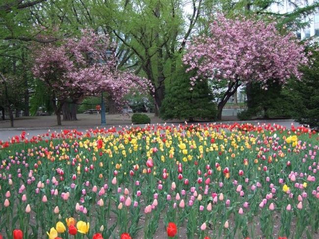 北海道庁旧本庁舎（赤れんが庁舎）<br /><br />さくらとチューリップ