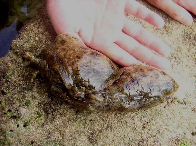 なんかでっかいのがいる！と思ったら交尾中でした。<br />ウミウシやカタツムリの体位って太極だけどアメフラシは違うのかな？<br />ホテルガイドが連れて行ってくれたのは島の西側漁港の右手。「多子坪潮間帯」かな。<br />潮が満ちてきたけど全員集合を確認しないで引き上げていったから海に取り残されないように気をつけてね。