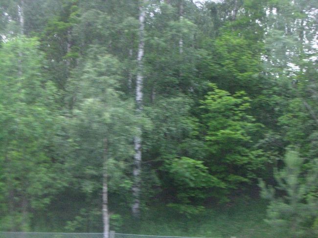 列車は走るよどこまでも〜♪<br /><br />あぁ〜楽しいなぁ。<br />一人って快適。<br />だんだん白樺みたいな木が見えてきました。<br />森林が綺麗です。