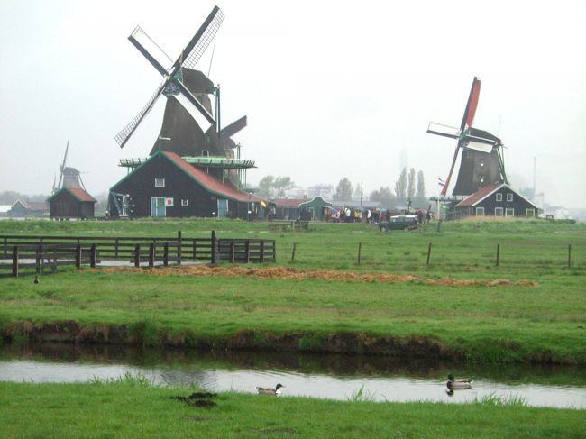 オランダと聞いて誰もが思い浮かべる原風景。カモもカメラ慣れ？しています。決まりすぎてて返って落ち着かん？<br />