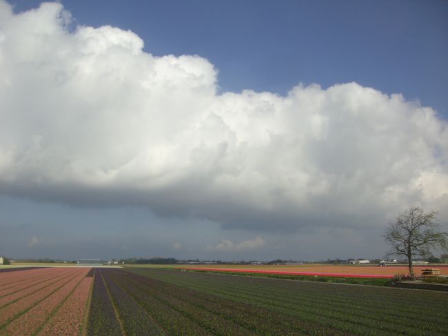 キューケンホフ公園に近づくにつれ、広大なチューリップ畑が広がりだします。ザーンセ・スカンスから一転しての晴天。広々とした大地の上に更に広々とした空が広がります。平坦なオランダでの景色の８割方は空です。<br />