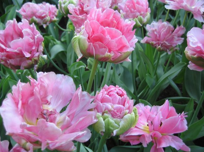 チューリップも色々です。