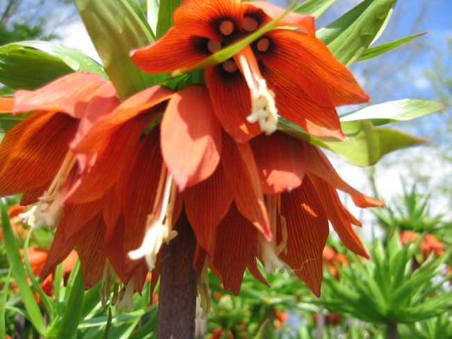 これがチューリップ？<br />