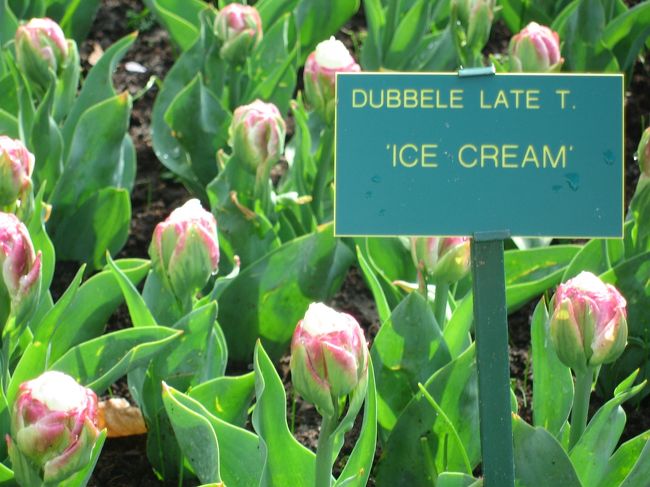 これもチューリップ？