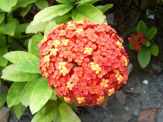 まんまるい山丹花（アカネ科）<br />伊勢丹は大立と提携終了したんだね。