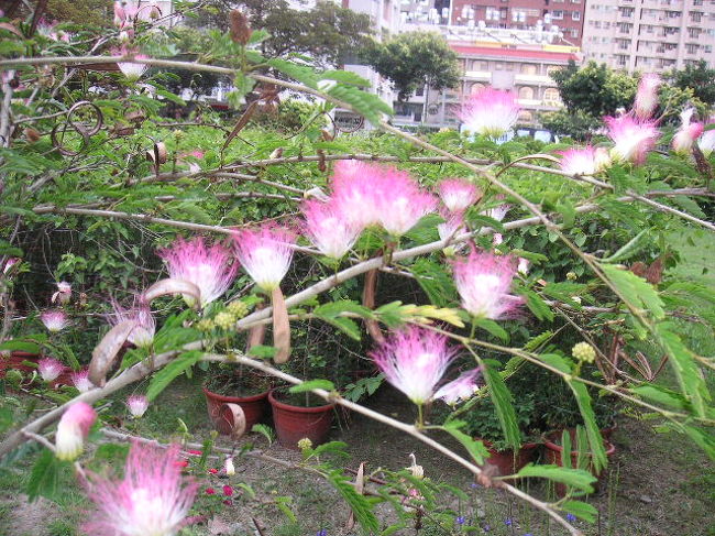 ネムノキがおねむ。<br />ネムノキ科