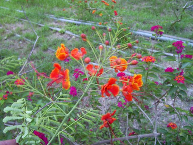 ジャケツイバラ科の黄胡蝶も葉を閉じている。<br />どちらもマメ科