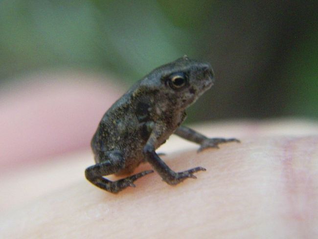 かえるやイトトンボを捕まえた。<br />これ以上大きくならないのかな。<br />手足が細くて豆に針金つけたみたい。