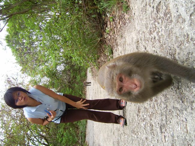 寿山のさるもどんどん不敵になってます。