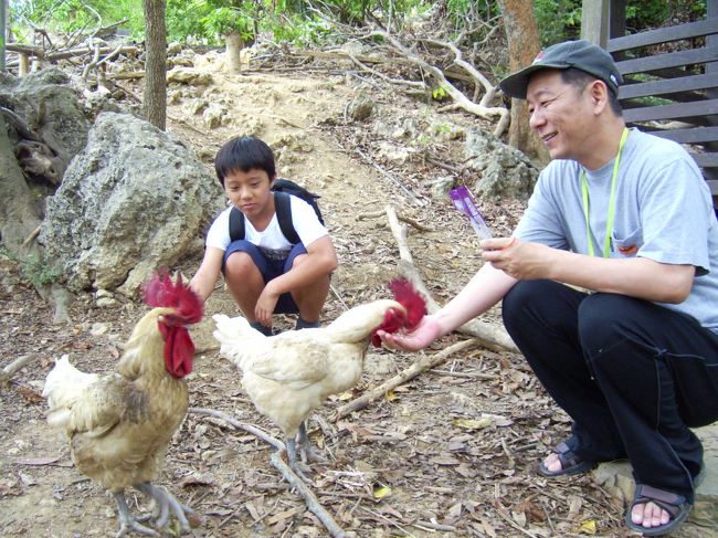 今回鶏にも餌付け。