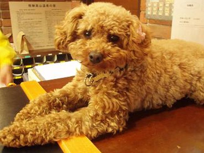 中に入ると、看板犬のトイプードルのアップちゃんがカウンターの上でお出迎えしてくれましたよ♪<br /><br />ちょこんと座ってて可愛い〜(≧∇≦)