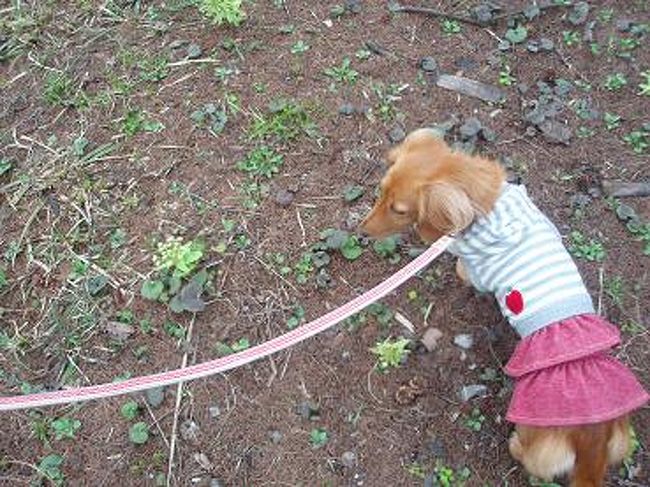 ふと足元を見ると、ふきのとうが咲いていました！！<br /><br />この時期にまだ咲いてるなんてビックリです〜！<br /><br />ホテルが標高高いとこにあるためか、散歩してても結構寒かったです(^ ^;)