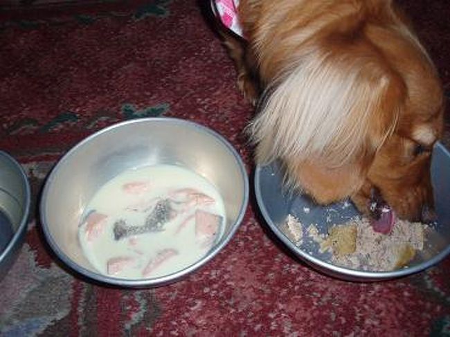 うちのわんこにも、ワンバーグ＆鮭の豆乳スープを。<br /><br />鮭のほうは、一口も食べませんでしたが(T_T)