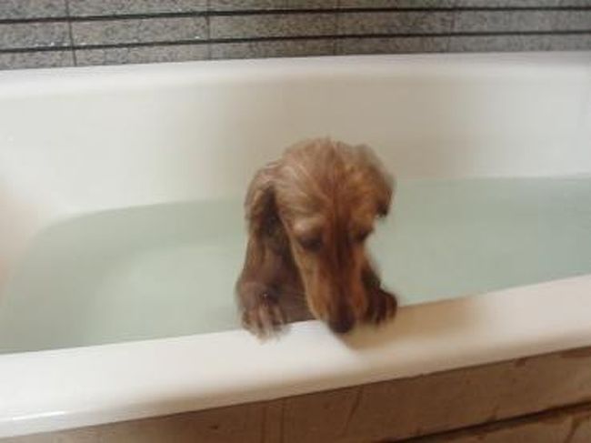 わんこは、横に置いてあるバスタブで入浴♪<br /><br />今日の疲れ取れたかな〜？