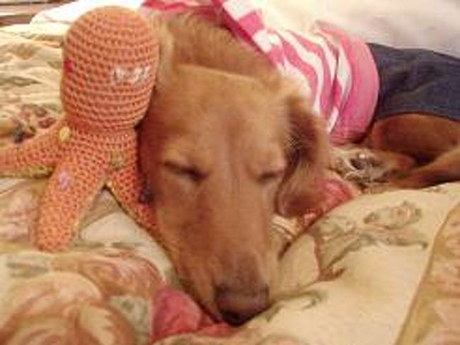 お疲れのようで、熟睡モードに入ってます。<br /><br />わんこの寝顔が一番癒されますね〜(*^-^*)