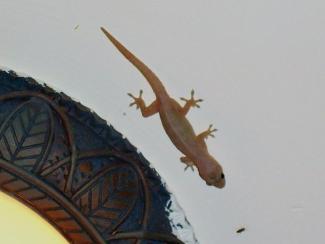 定番ですね。<br />高雄のは日本のに比べてからだが透き通ってるみたいで気持ち悪いんだけど、小琉球のは日焼けしてる。<br />