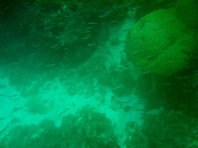 シュノーケリングでみた魚の群れ。<br />海岸10ｍなのに数種類何万匹が体の前後下左右をぐるぐる。<br />