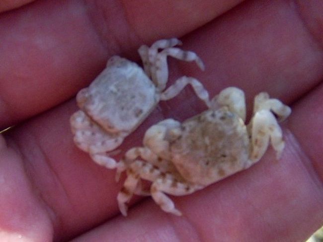 砂浜にいたカニ。<br />捕まえてもハサミ攻撃しないしちょこまか逃げ回らない。