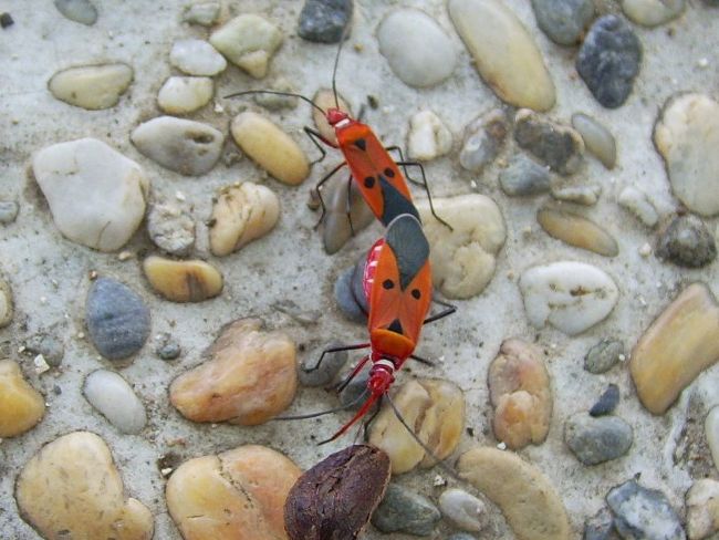 赤虫と呼んでいるが正式名不明。