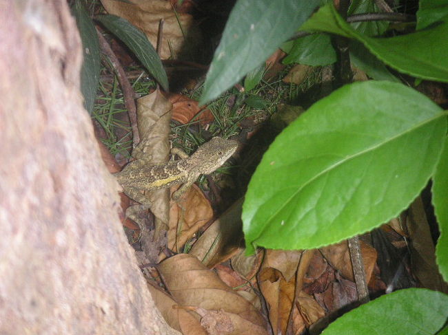 ホテルの庭にいたトカゲ。