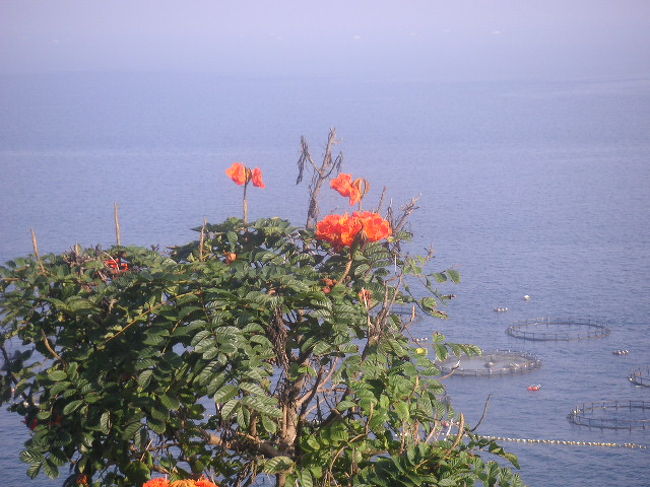 海に映えるアフリカンチューリップ。<br />