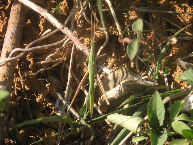 精霊バッタやイボバッタ。