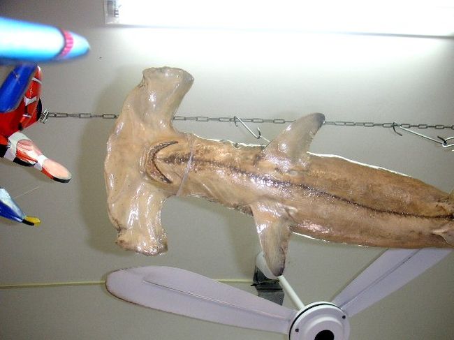 撞木鮫。きのうの晩御飯に出たのはこれかな。<br />