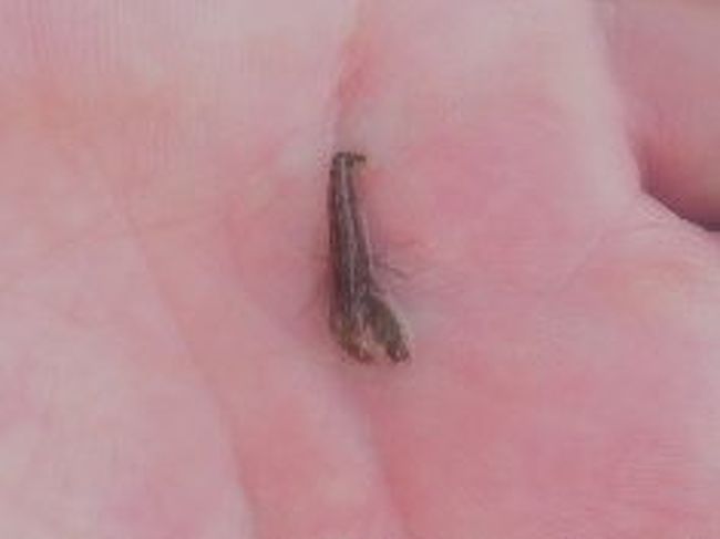 これってイセエビの子供でしょうか。<br />お姉さんを連れて戻っておいで。