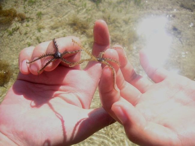 たくさんのクモヒトデが穴から2･3本の触手を出して海の中でおいでおいでをしている景色は背筋がぞっとする。