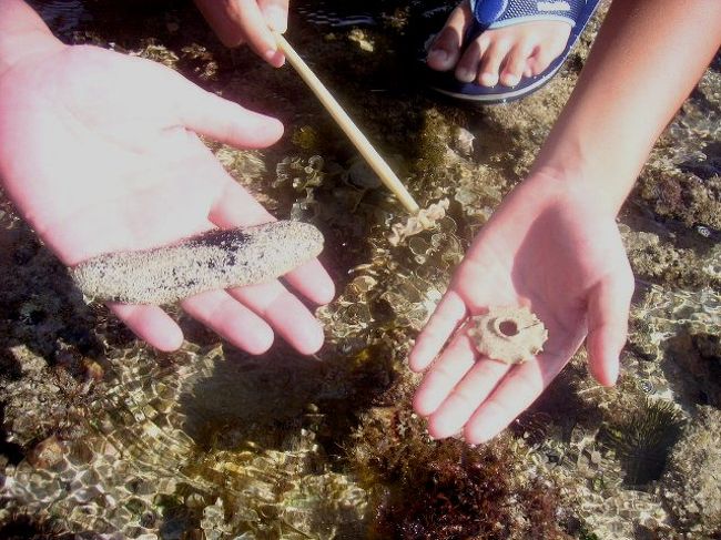 右のクッキー見たいのは何の生き物だろう。<br />なまこは最初こんなにおおきくてもったりとしてるけど、いじめるとピューと水を出して萎びて小さくなってしまう。