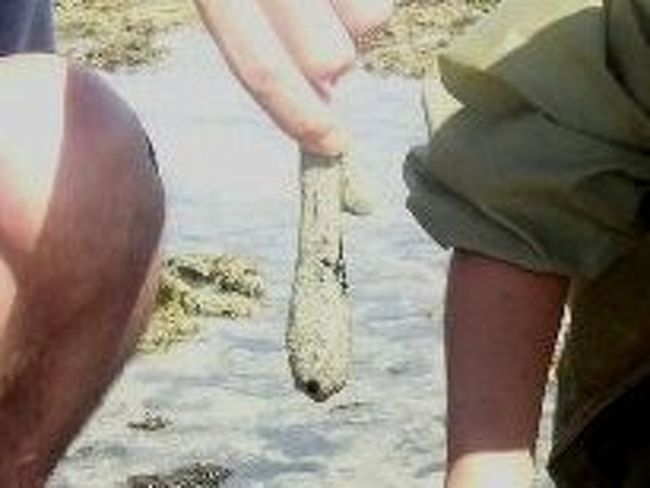 縮んだなまこ、まだ生きてるのか？<br />