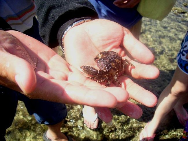 いぼいぼがに<br />この大きさで食用です。味噌たっぷりでおいしいとか。<br />