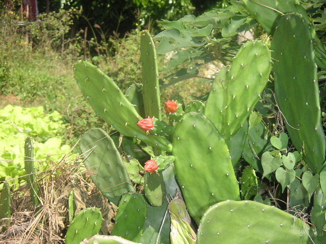 小琉球にはサボテンが似合う。<br />紅龍果もたくさんあったけど花は咲いていなかった。