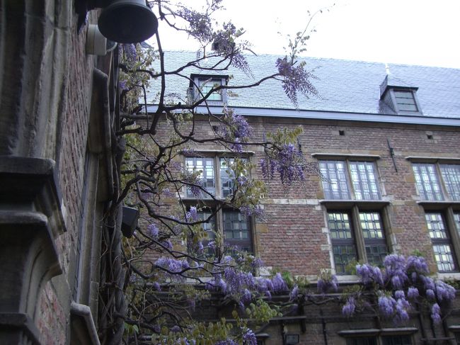 ルーベンスの家の中庭。なかなか立派な工房で、往時の成功振りがうかがえました。藤がたわわに咲いていていました。「藤」も何となく「和」のテイストに感じていたのですが、「桜」と同様あちこちで目にしました。レンガに藤の色がとても映えておりました。<br />