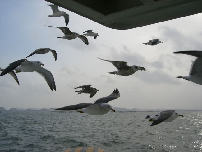 かもめの群れ( *＾艸＾) 