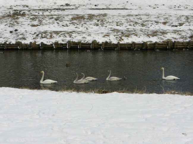 中津川を泳いでる鳥ちゃん♪