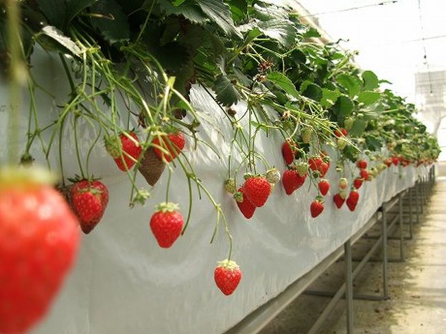奈良県 道の駅 針テラスでいちご狩り ２００８ 奈良市 奈良県 の旅行記 ブログ By コッピー さん フォートラベル