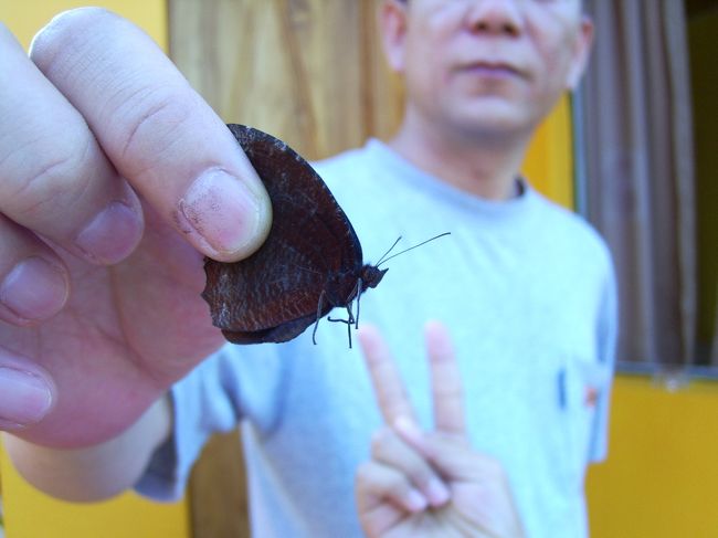 のんびりした所ですのでチョウチョも手で捕まえられるでしょう。