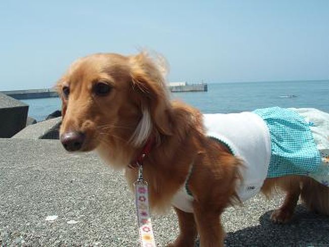 公園のすぐそばに海もあるので、海を見ながら食べるカニも最高かも♪<br /><br />うちのわんこも、海見るの久しぶり〜♪