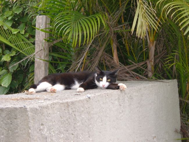 ’みんぴか’のネコ