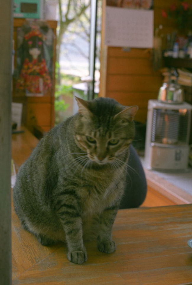 拝観受付にいた猫。かなり巨漢でした。<br />私「妊娠してるんですか」<br />おばちゃん「いいえ、オスなんですよ」