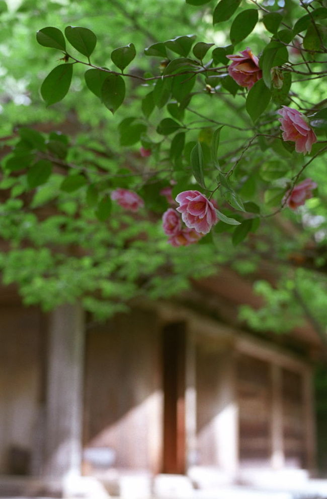 寺伝によれば富貴寺の創建は７１２年の奈良時代。ずいぶん古いお寺です。<br /><br />阿弥陀堂のご本尊は木造阿弥陀如来坐像。平安時代の作で大変穏やかな表情をされています。また、堂内には浄土変相図等の壁画が描かれています。ずいぶん色彩が剥げ、消え消えではありますが、華麗な天女たちの姿にうっとりしました。<br />デリケートな壁画を保護するため、阿弥陀堂内部は雨天非公開だそうです。<br /><br />そうそう、お堂内部の復元模型を前日に大分県立歴史博物館で見ました。もの凄い極彩色でした。