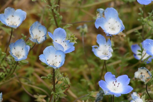 名前：『ネモフィラ』<br />分類：ムラサキ科ネモフィラ属<br />分布：北アメリカ中南部原産。<br />その他：日照が多く、冷涼な気候を好みます。比較的寒さに強く、丈夫な草花です。最近よく見掛けるようになりました。(同上)