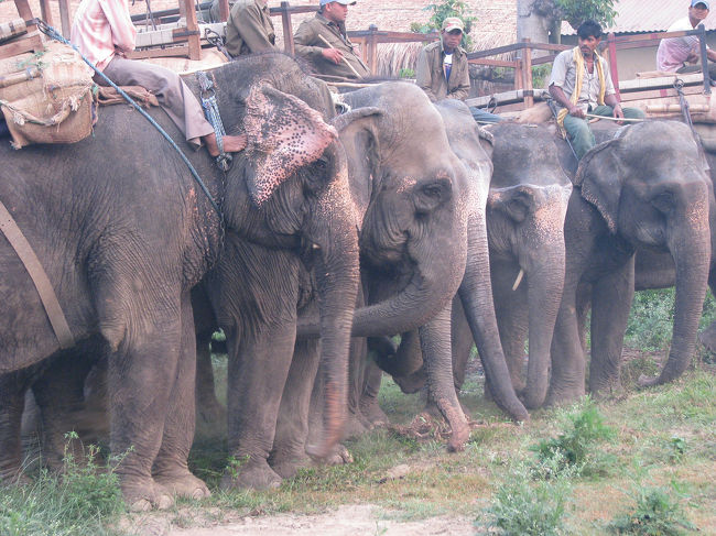 朝ごはん中の象。<br />最初は大興奮だったけど珍しくもなくなってきた。<br />それくらい象います。