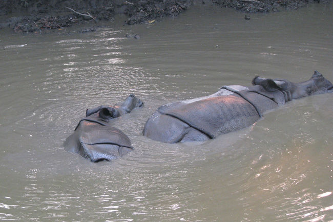 サイ。<br />ジャングルで見れる遭遇確率の高い唯一の感動できる動物。<br />後は日本でも見れるジャンってレベルの動物ばっか。<br />鹿とかニワトリとか出てこられても・・・。