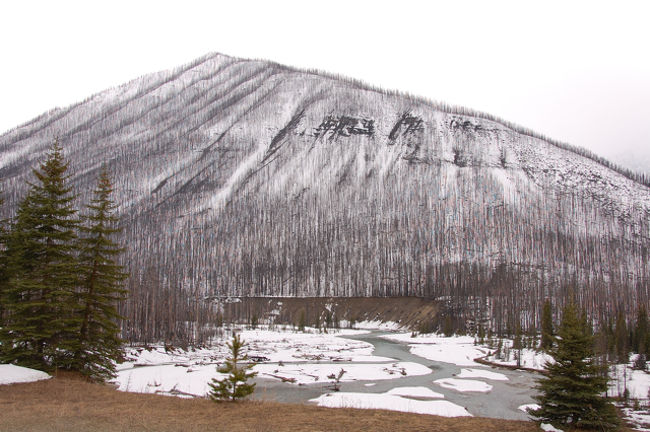 クートネイでバードウォッチング*** 初春のカナディアン・ロッキー（5