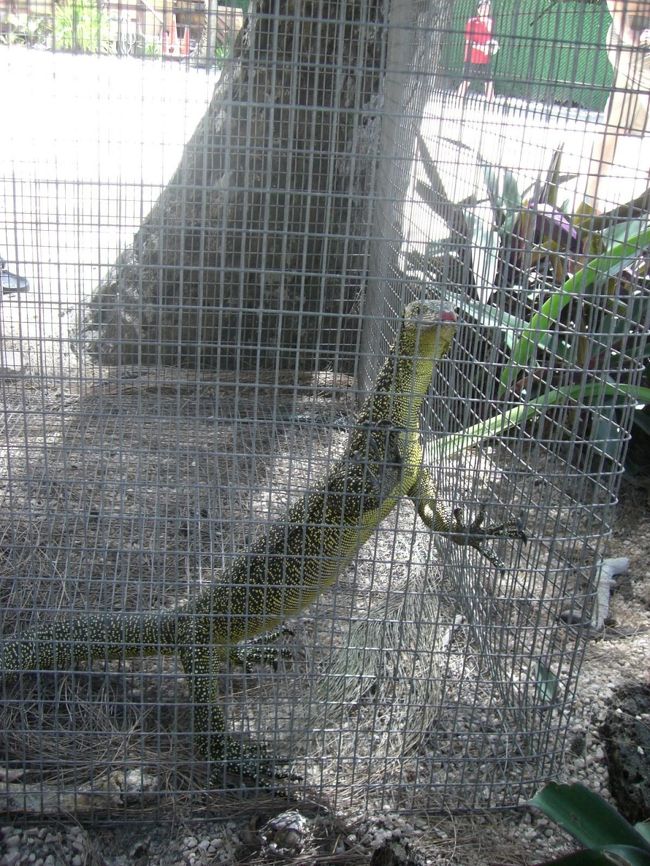 なんか可愛いおっきいとかげみたいのがいた！笑